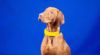 Slimme halsband voor honden heeft hartslagmeter en gps-tracking
