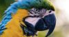 Onderzoek: eenzame papegaaien videobellen graag