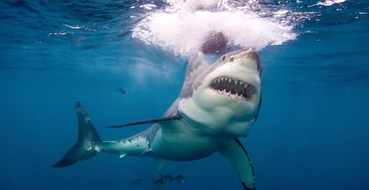 Dronepiloot waarschuwt surfer voor naderende haai