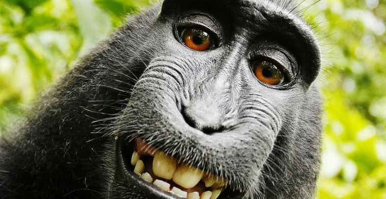Schikking in beroemde zaak over selfie van aap
