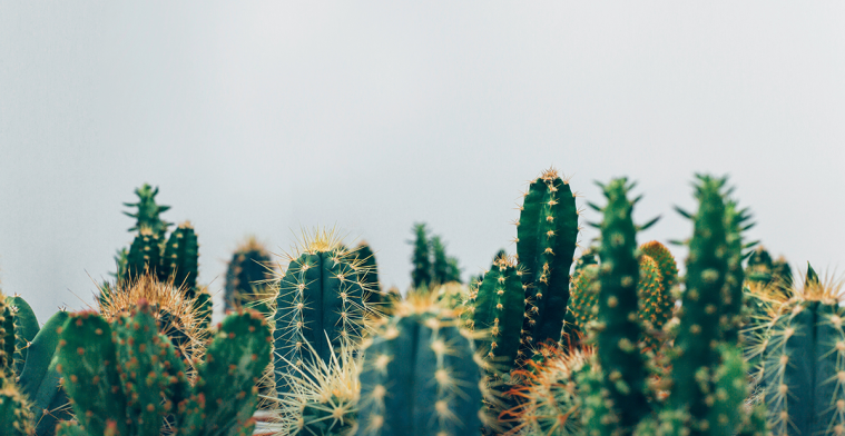 Cactus is inspiratiebron voor nieuwe zweetsensor