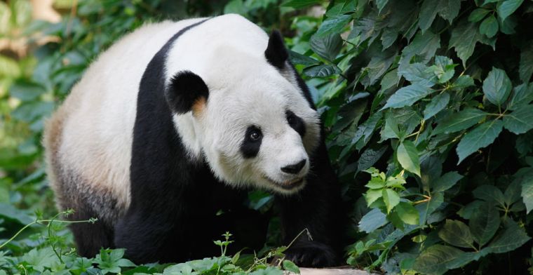 WWF wekt woede met verkoop NFT's van bedreigde diersoorten