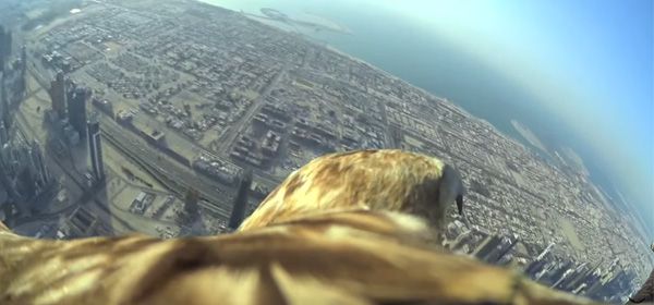 Video: adelaar maakt recordvlucht van de Burj Khalifa