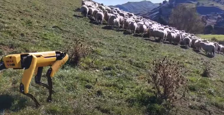 Deze robothond helpt de schaapherder