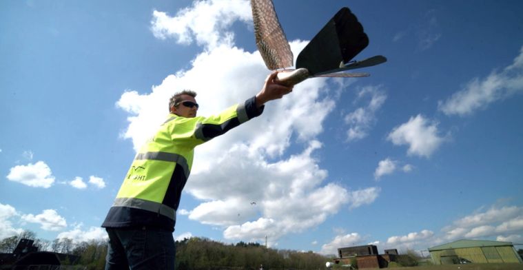 Nederlandse drone-vogel maakt vliegveld vogelvrij