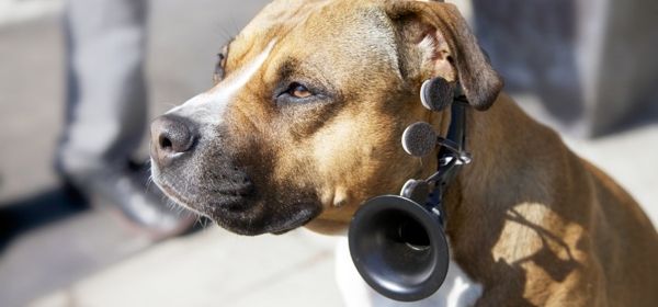 Halsband met hersenscanner geeft honden een stem