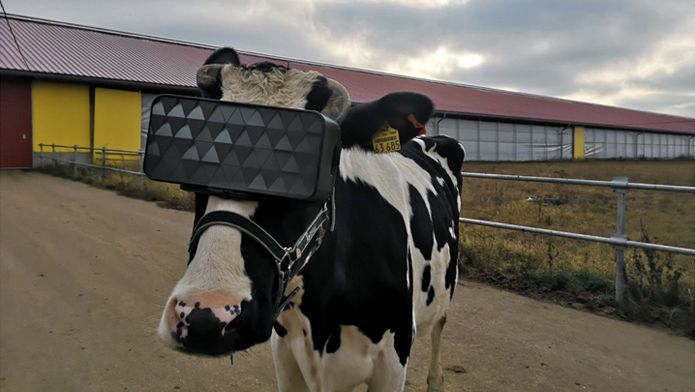 Koeien krijgen VR-bril op tegen spanning