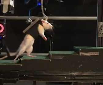 Verlamde rat leert weer lopen 