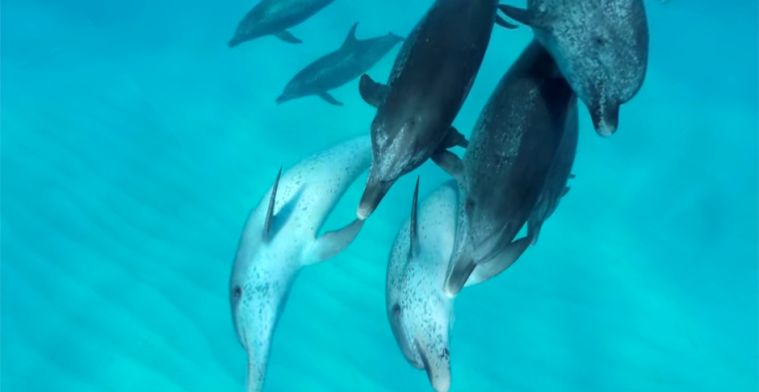 VR van de week: Zwemmen met dolfijnen