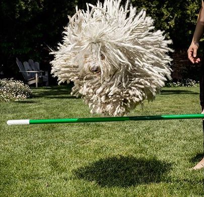 Photoshop-alarm: Zuckerberg speelt vals met hondenfoto