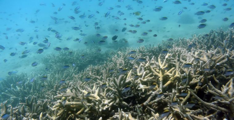 'Onderwater speakers helpen bij herstel dood koraalrif'