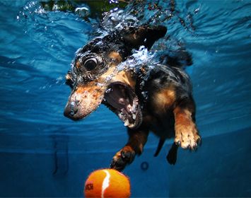 Honden worden enge monsters onder water