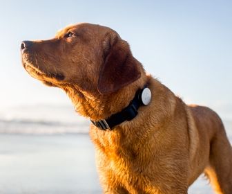 Whistle, de fitnesstracker voor je hond