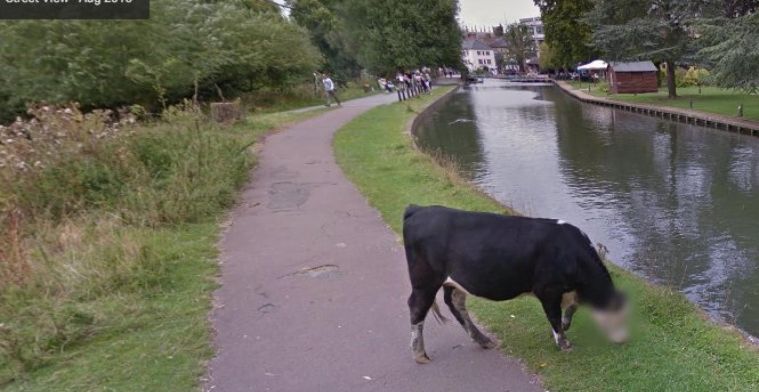 Deze koe staat anoniem op Google Streetview