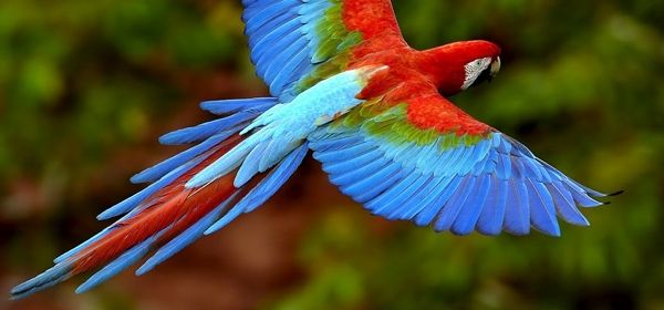 Twitter test breaking-news-papegaai