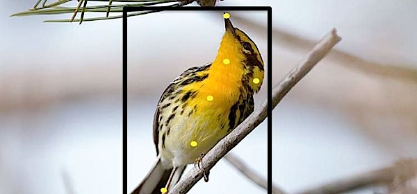 Deze site herkent de vogels op je foto's: 'doorbraak in computervisie'