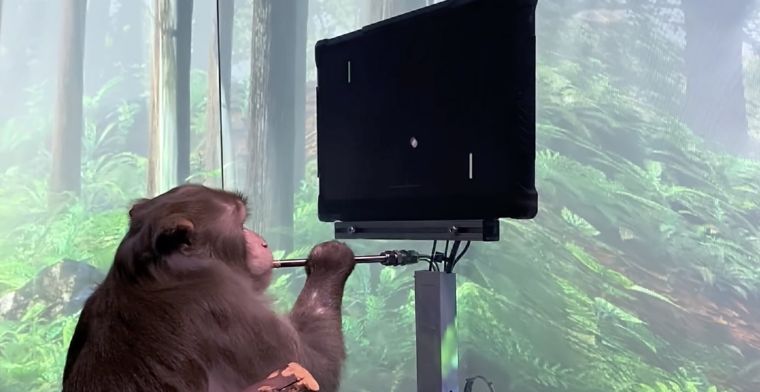 Startup Elon Musk toont aap die Pong met brein bestuurt