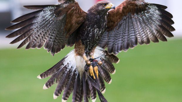Politie traint roofvogels om drones neer te halen