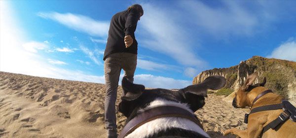 Met GoPro Fetch film je een hondenleven