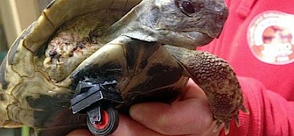Schildpad beweegt weer dankzij een poot van Lego
