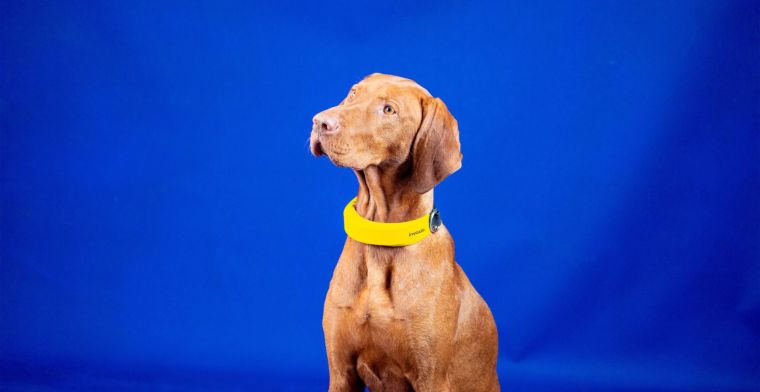 Slimme halsband voor honden heeft hartslagmeter en gps-tracking