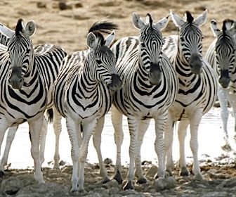 Barcodescanner voor zebra’s