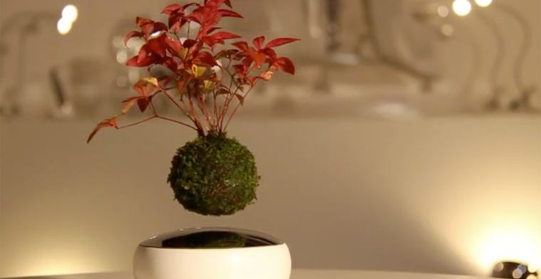 Dit Bonsai-boompje zweeft boven je bureau