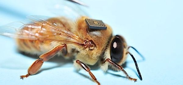 Bijentrackers helpen mysterie bijensterfte te ontrafelen