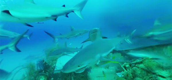 VR-video van de week: zwemmen met haaien