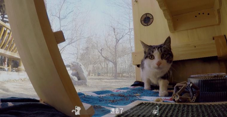 Schuilplaats voor katten laat dankzij AI geen honden binnen