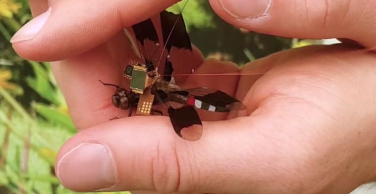 Video: cyborg-libelle is op afstand te besturen