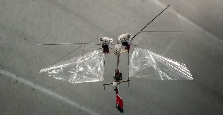 Nieuwe mini-drone TU Delft imiteert fruitvliegje