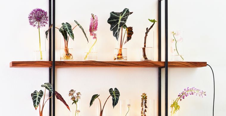 Een plant als laboratoriumstuk in je interieur