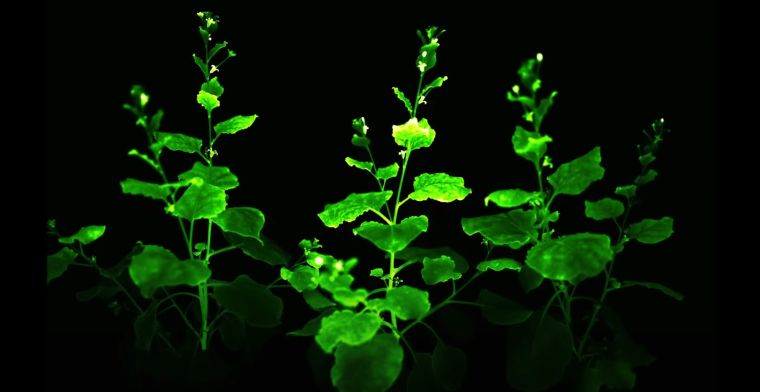 Wetenschappers maken planten permanent lichtgevend