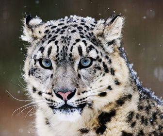 Eerste Snow Leopard screensaver