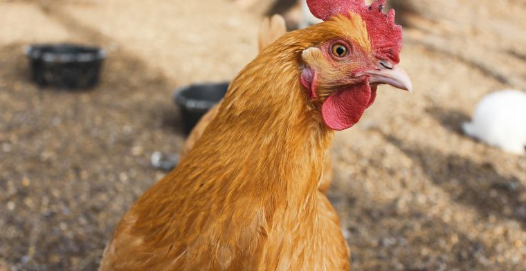 'Genetisch gemodificeerde kippen leggen eieren met kankermedicijn'
