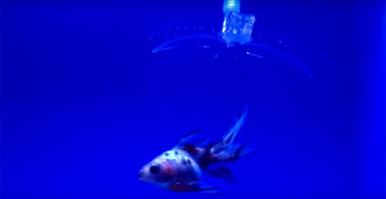 Video van de dag: onzichtbare robot vangt vis