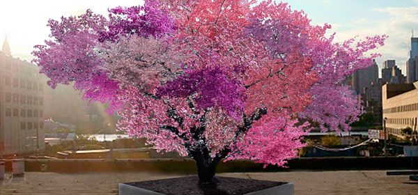 Aan deze boom groeien 40 soorten fruit