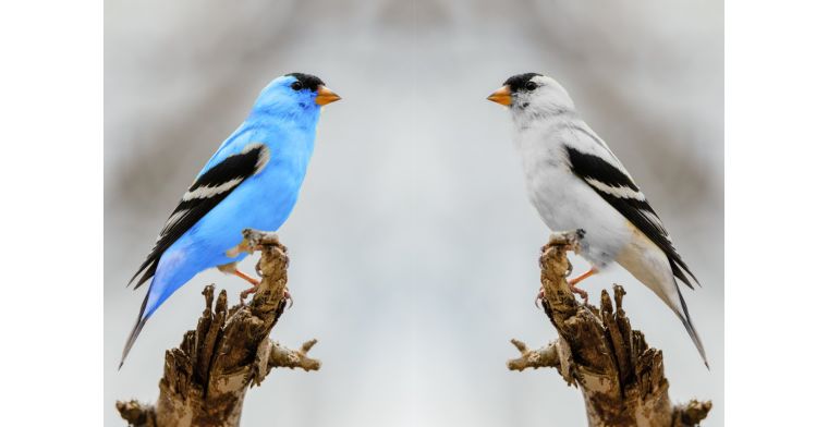 Twitter stelt verkoop blauw vinkje opnieuw uit, zoekt oplossing voor misbruik