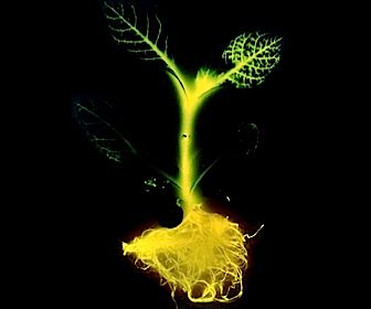 Crowdpleaser: Genetisch gemodificeerde plant als duurzame verlichting