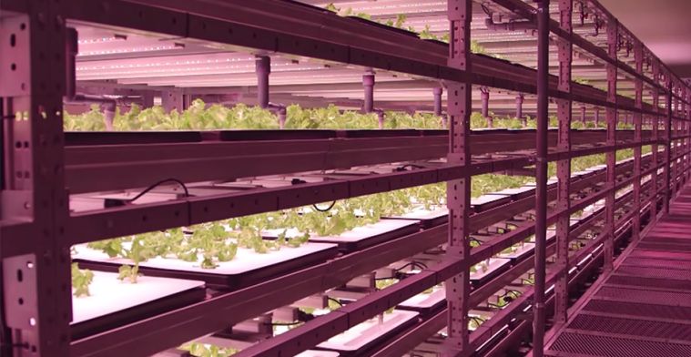 Met urban farming gaat landbouw de lucht in
