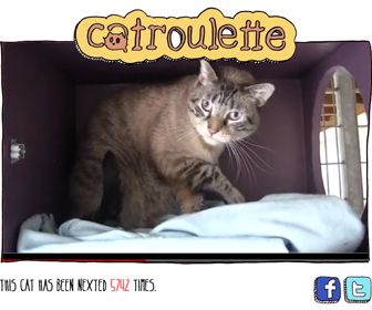 Catroulette: je nieuwe huisdier ontmoet je in de chatroom