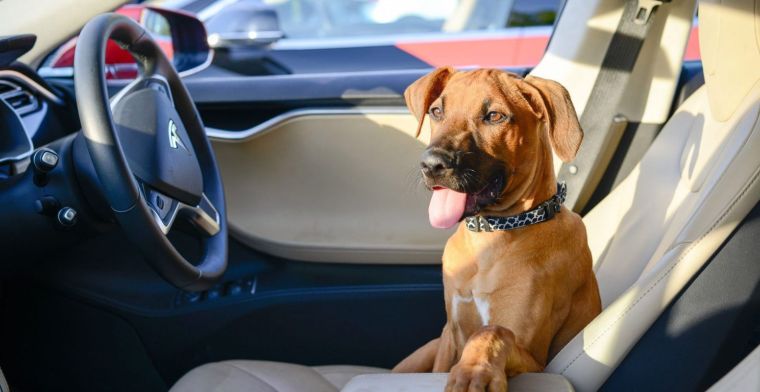 Tesla Model 3's krijgen speciale hondenmodus