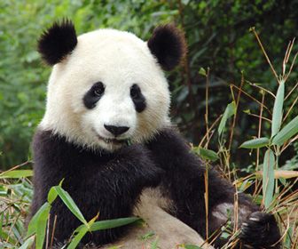 Alternatieve Nobelprijs voor onderzoek naar pandapoep