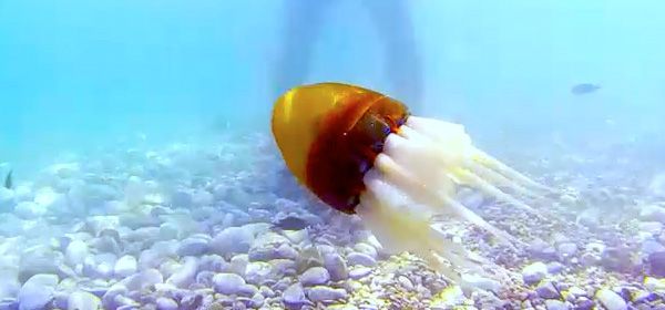 Levensechte octopusrobot zwemt in de zee