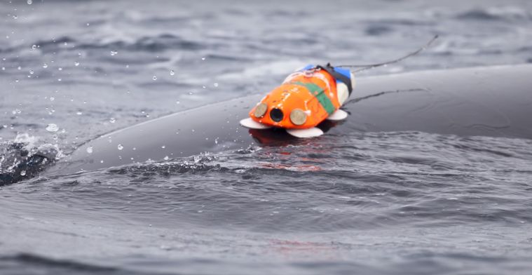 WNF rust kleine walvis uit met camera