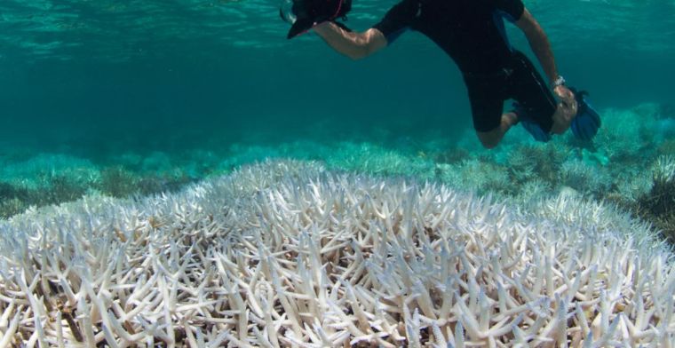 Wetenschap biedt hoop voor bedreigde koraalriffen