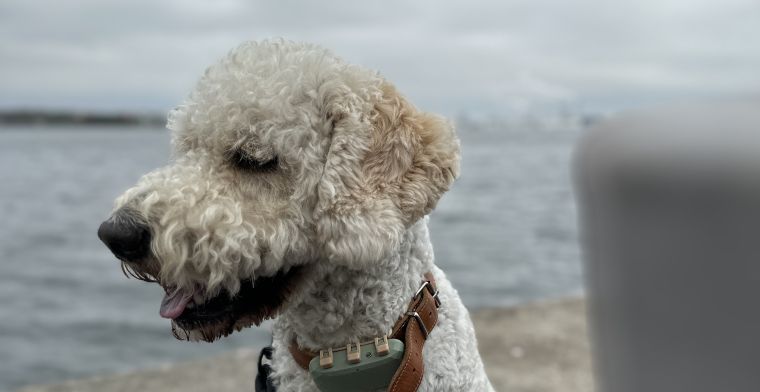 Review: je hond in de gaten houden met de gps-tracker Tractive