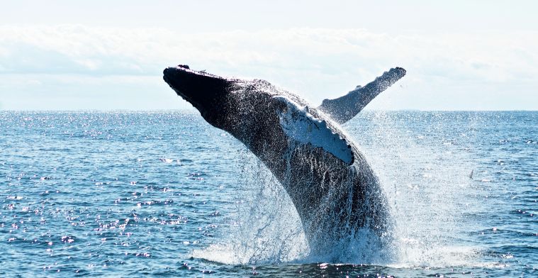 Wetenschappers praten met een walvis: 'Opmaat naar communicatie met aliens'