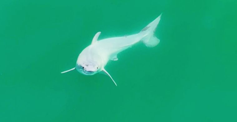 Drone filmt eerste beelden ooit van pasgeboren witte haai: 'De heilige graal'